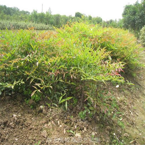 周至苗木批发-40-60高南天竺-树苗产地一手货源-兰天竹怎么养