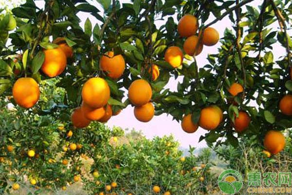 柑橘种植柑橘多头高接换种技术要点浅析