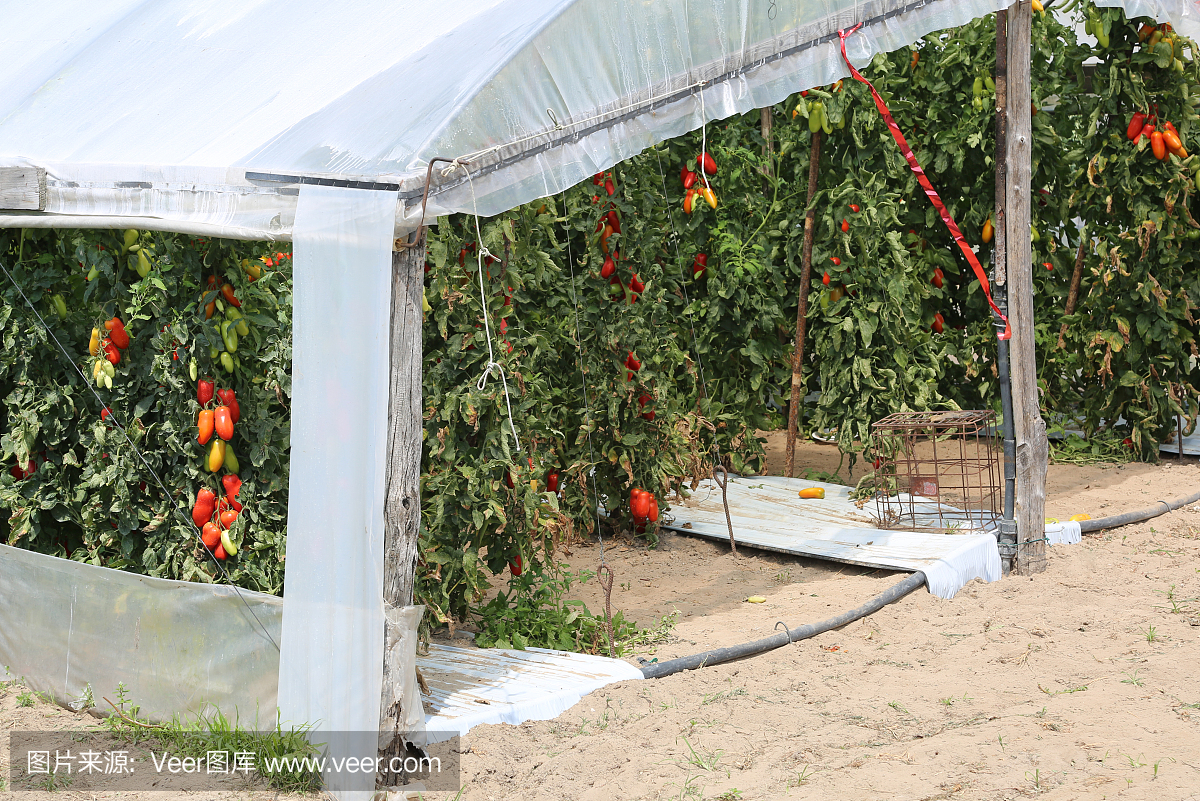 夏季用于种植红番茄的大温室